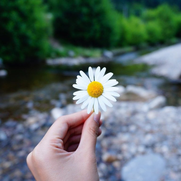 Eine Hand hält eine Blume neben einem Fluss und grünen Bäumen im Hintergrund.