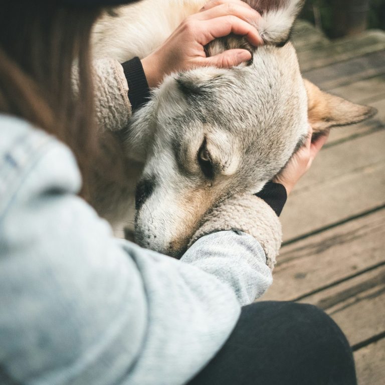 Verbundenheit Eine Frau streichelt ihren Hund, der mit traurigem Blick seinen Kopf gegen ihre Hand drückt.